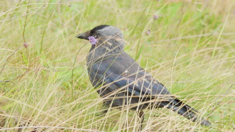 eurasian jackdaw foraging and exploring among wildflowers in grassy daylight meadow, natural environment