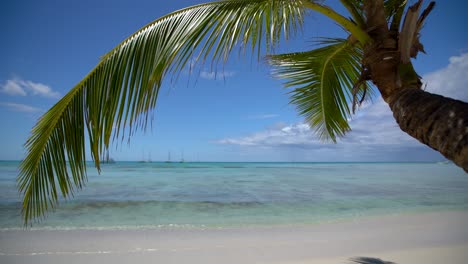 palm tree leaf and sandy island tropical beach. beautiful sea view video.