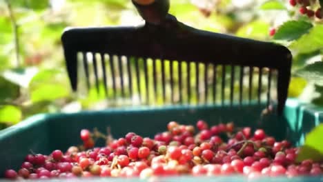 harvesting berries with precision: a close-up on raking techniques for efficient berry collection in luscious greenery