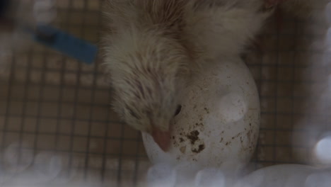 close up of chicken hatching from egg and curious baby chicken slow motion