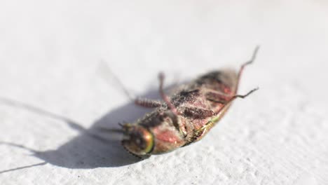 golden jewel beetle squirms on its back on a white surface