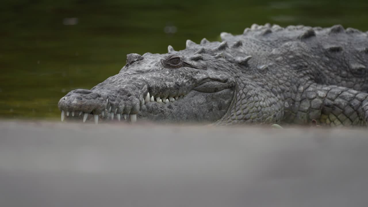 American crocodile resting along wetland bank in Florida Everglades, frontal low angle handheld static