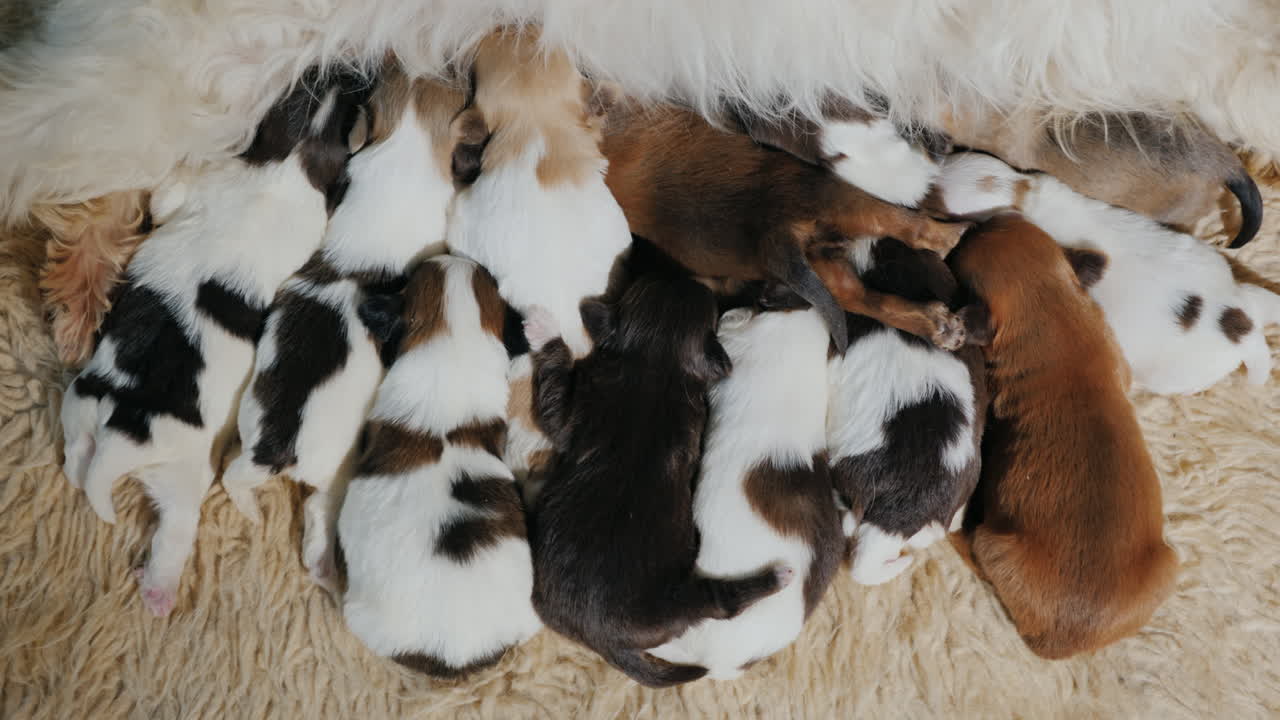 강아지에게 먹이주기 02