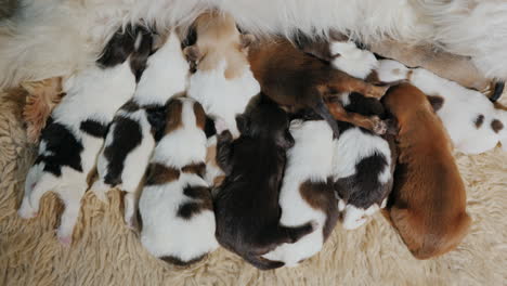 alimentando cachorros 02
