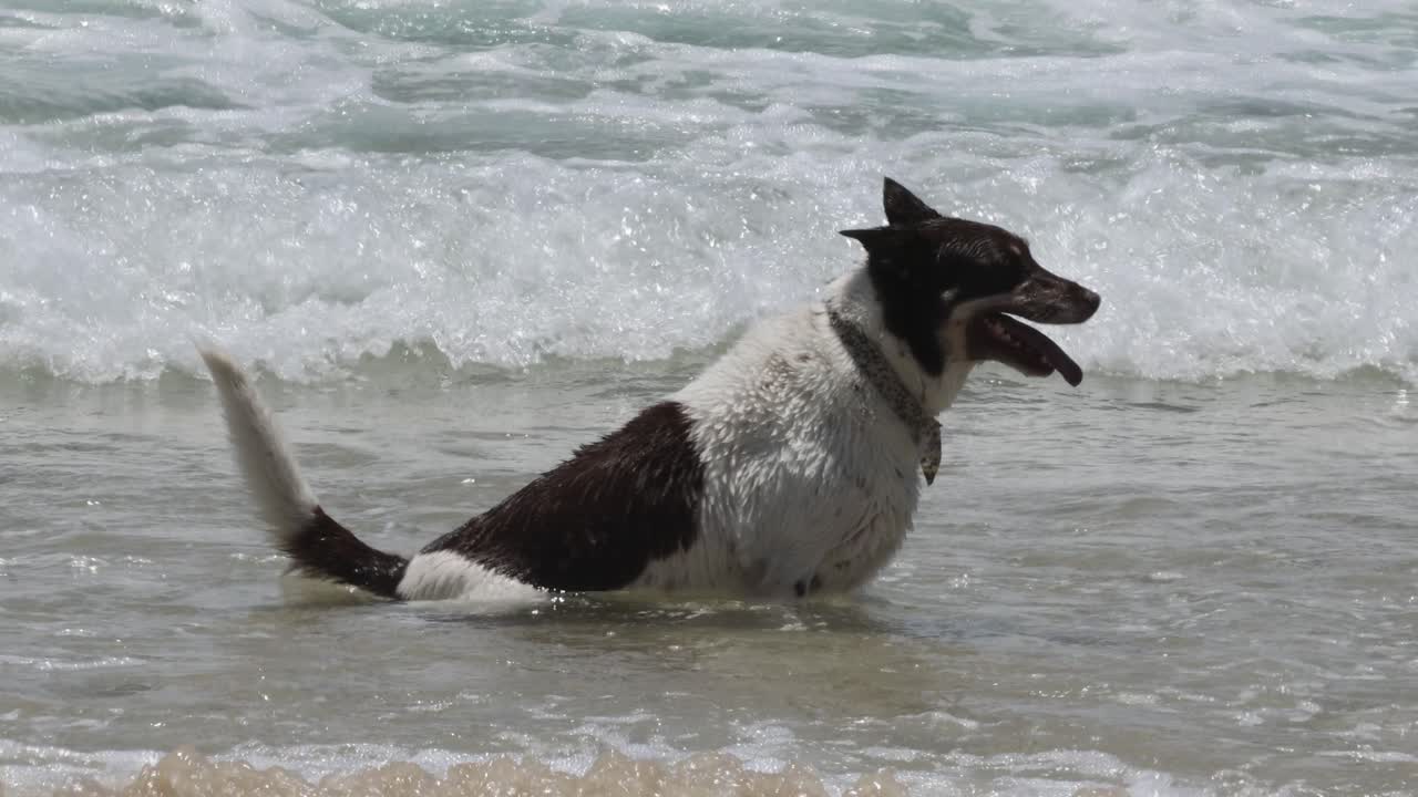 perro disfrutando de las olas en la playa