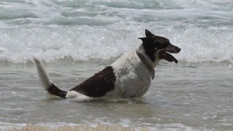 dog enjoying the waves at the beach