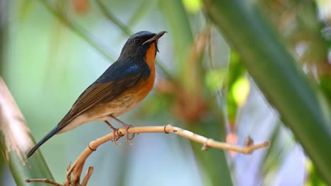 Chinese-Blue-Flycatcher,-Cyornis-glaucicomans,-this-male-bird-with-a-broken-beak-chirps-a-little,-looks-around-then-stretches-its-body-in-curiosity-as-the-wind-blows-moving-the-leaves-and-branches