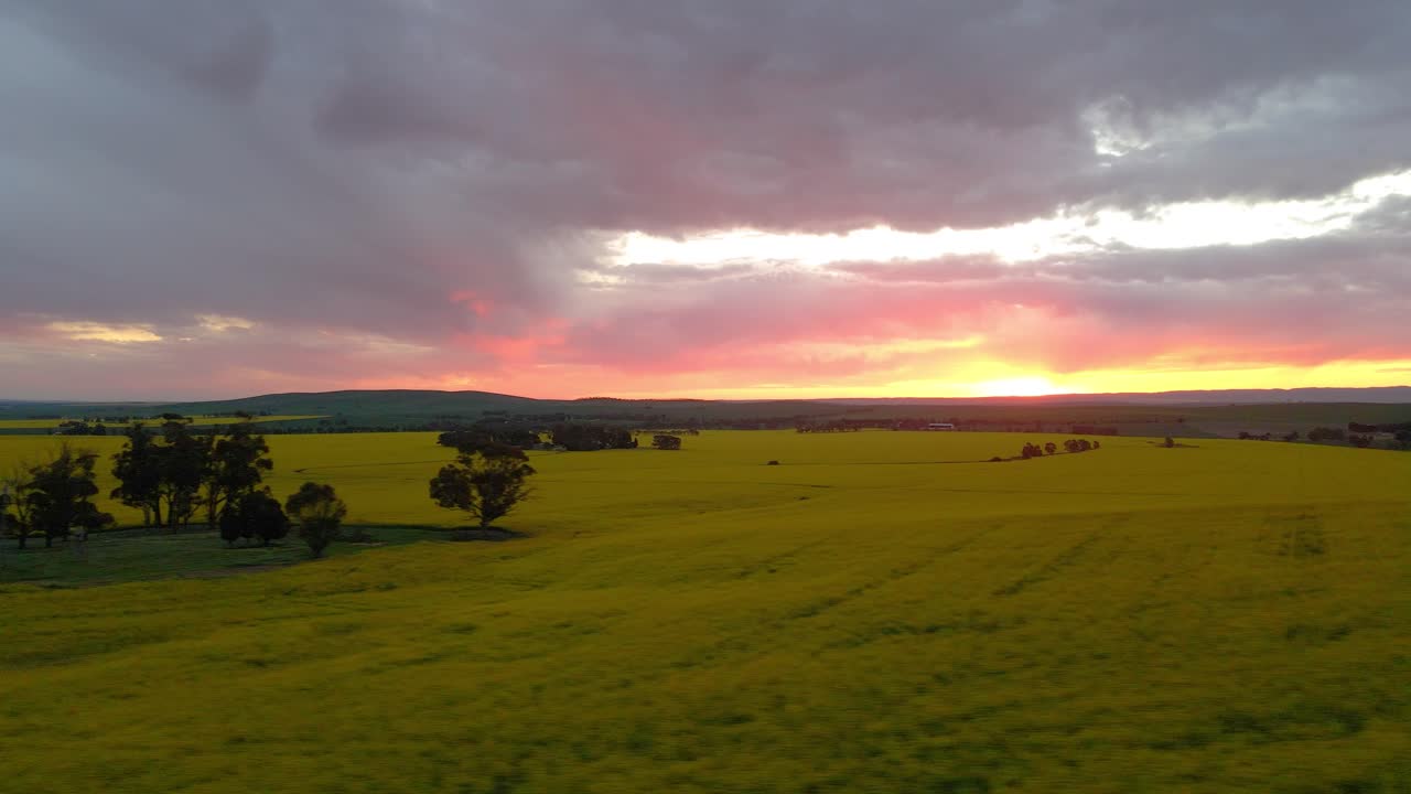 Splendida ripresa aerea di un campo di colza al tramonto con cielo nuvoloso.