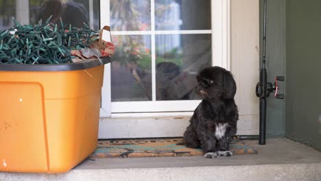 Kleiner-Schwarzer-Shih-Tzu,-Der-Auf-Der-Hinteren-Veranda-Sitzt-Und-Darauf-Wartet,-Hineinzugehen