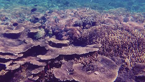 swimming above a shallow coral reef with an abundance of small colourful fish