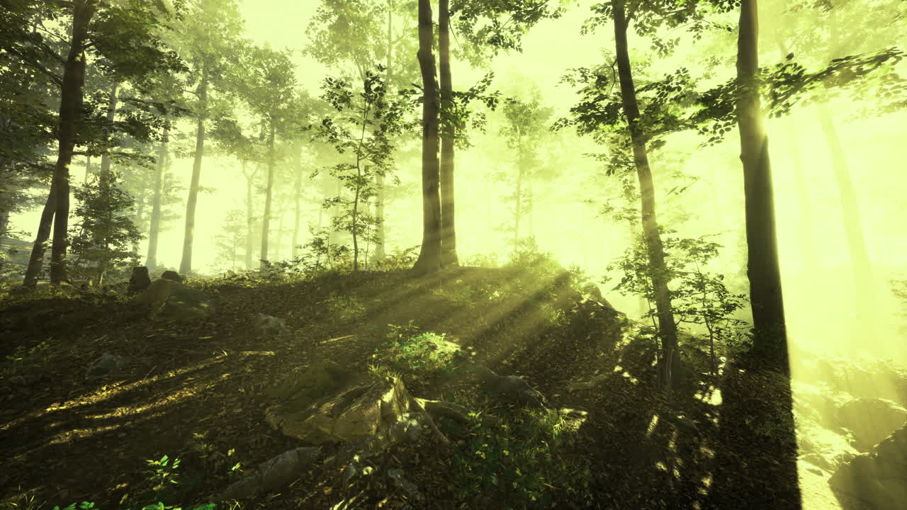 Sunlight beams through trees in a serene forest during golden hour