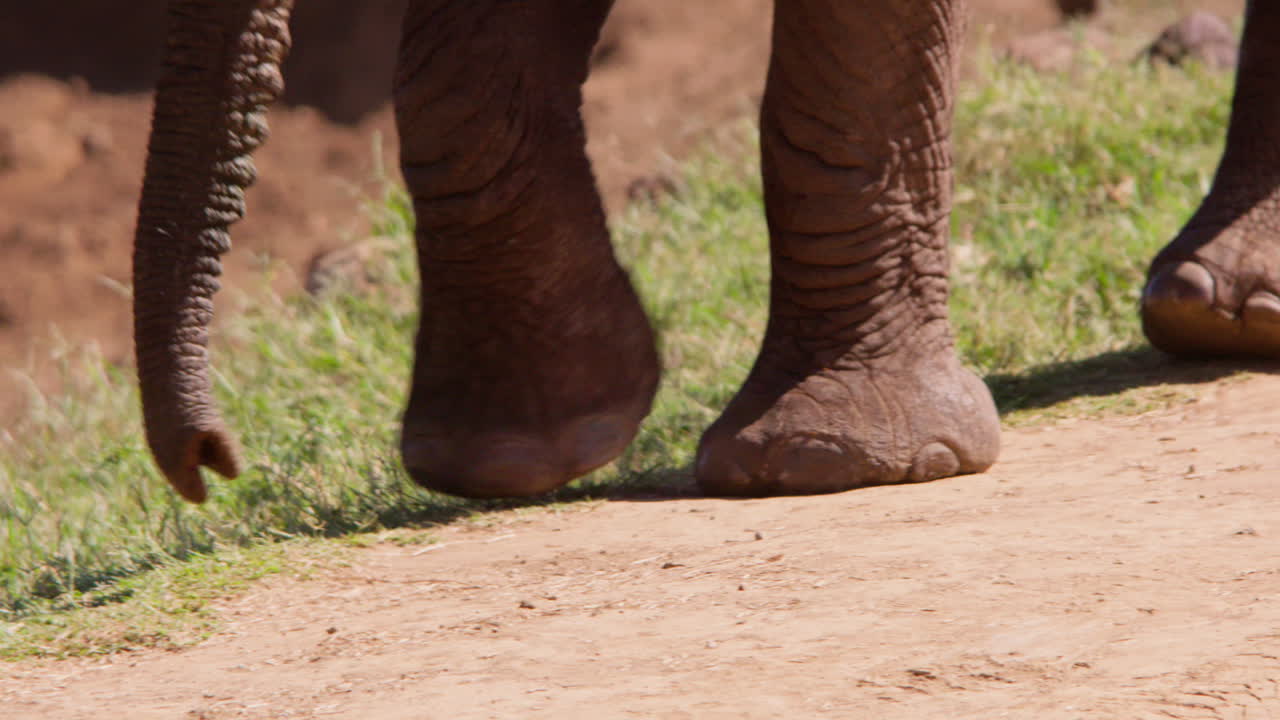 Gambe di elefante africano della savana che camminano nella savana a mezzogiorno