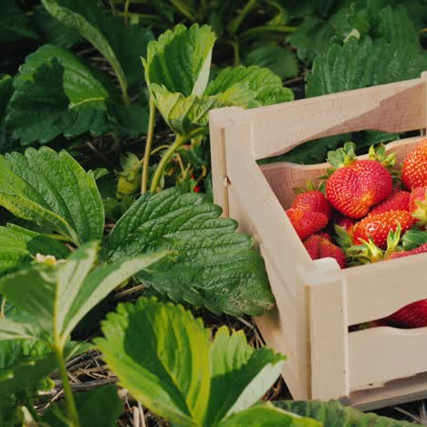 Appetizing-Strawberries-In-A-Box-Stands-On-The-Field
