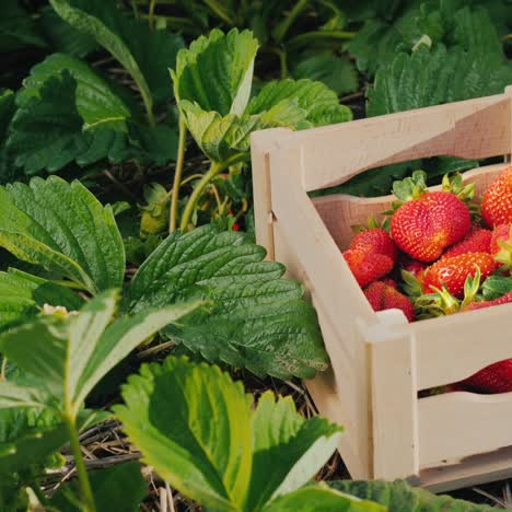 appetizing strawberries in a box stands on the field