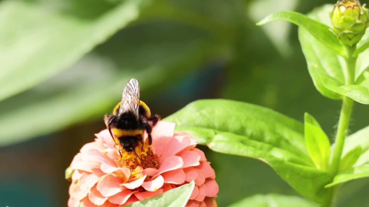 Bumblebee gathering nectar from zinnia flower