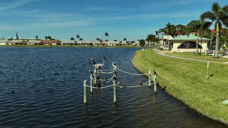 comorrants, pelicans and ducks sunning by the club house