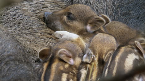 Primer-Plano-De-La-Linda-Familia-De-Jabalíes-Abrazados-Junto-Con-La-Madre