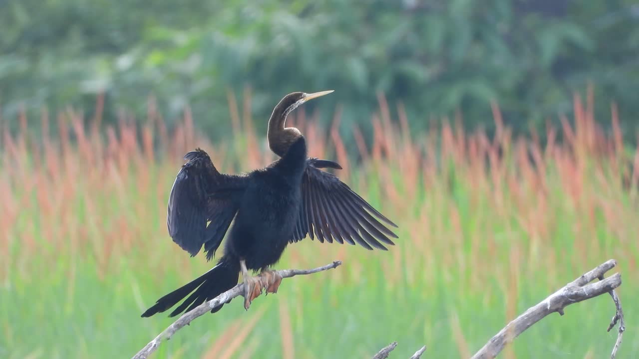 Anhinga in pond area ..