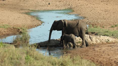 madre elefante y cría bebiendo juntos de la piscina de agua en el lecho del río