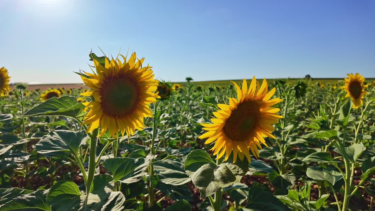 Three closest sunflowers standing tall in a cultivated farming field under bright daylight in summer