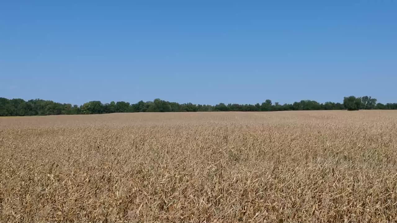 Slow Rising Pedestal Drone View Dried Field of Corn Stalks Fall Autumn Harvest