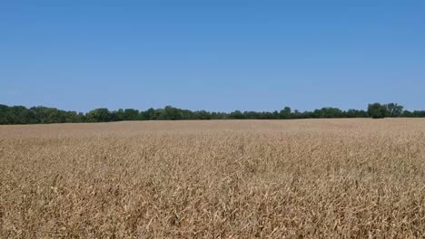 Langsam-Ansteigende-Podest-Drohne-Blick-Getrocknetes-Feld-Von-Maisstielen-Fallen-Herbsternte