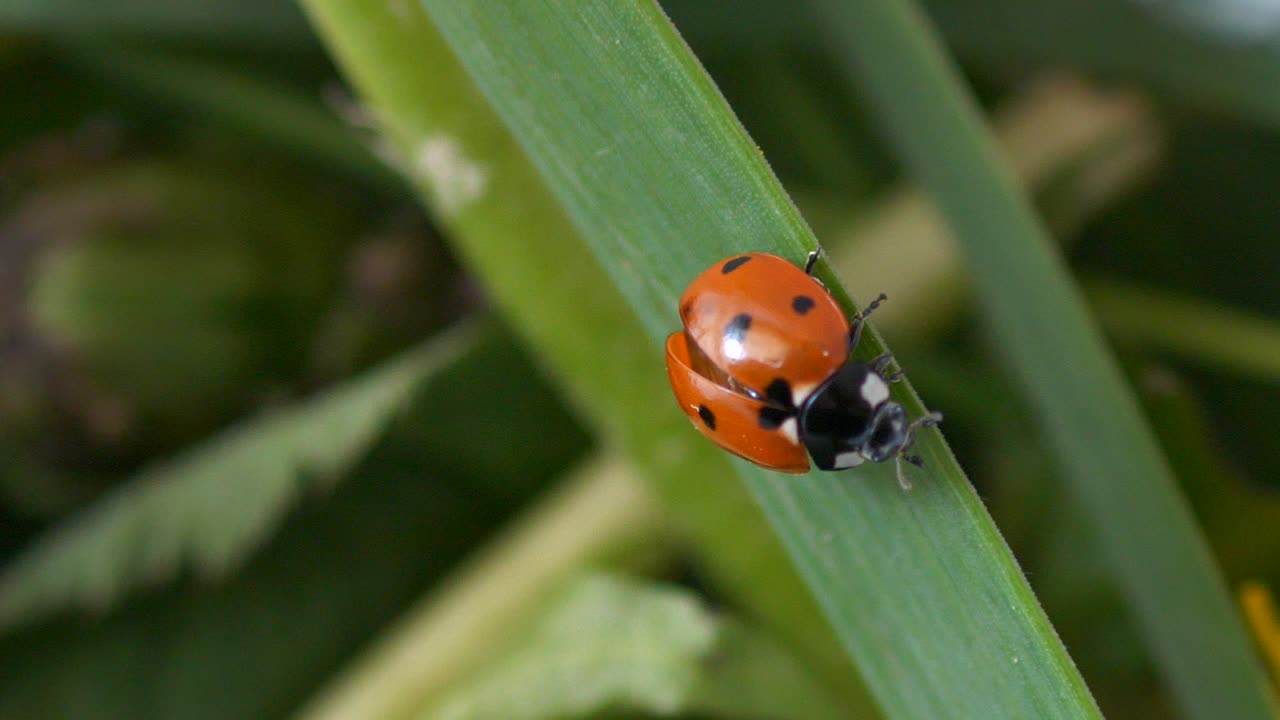 Ladybug or ladybird beetle walks along a blade of green grass and flies away