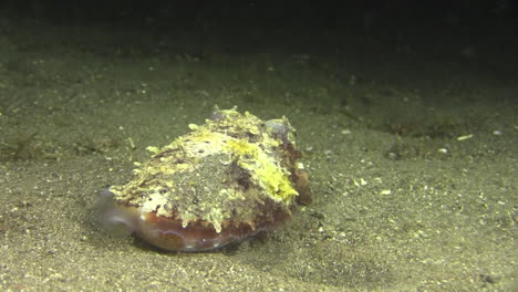 broad club cuttlefish disappears: turns away from camera during night, swims a short distance over sandy bottom, stirs up sand waiting for the sand to cover its body and become invisible