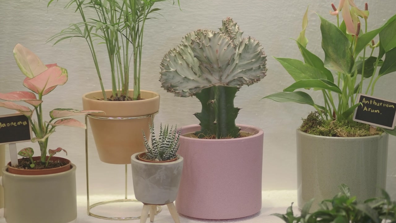 Close-up Pan of Various Potted Houseplants on Display