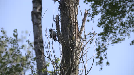 Un-Pájaro-Carpintero-En-Una-Rama-De-Un-árbol-Mira-En-Su-Nido