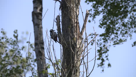 un pájaro carpintero en una rama de un árbol mira en su nido