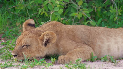 tired wild lion cub sleeping close up, telephoto portrait