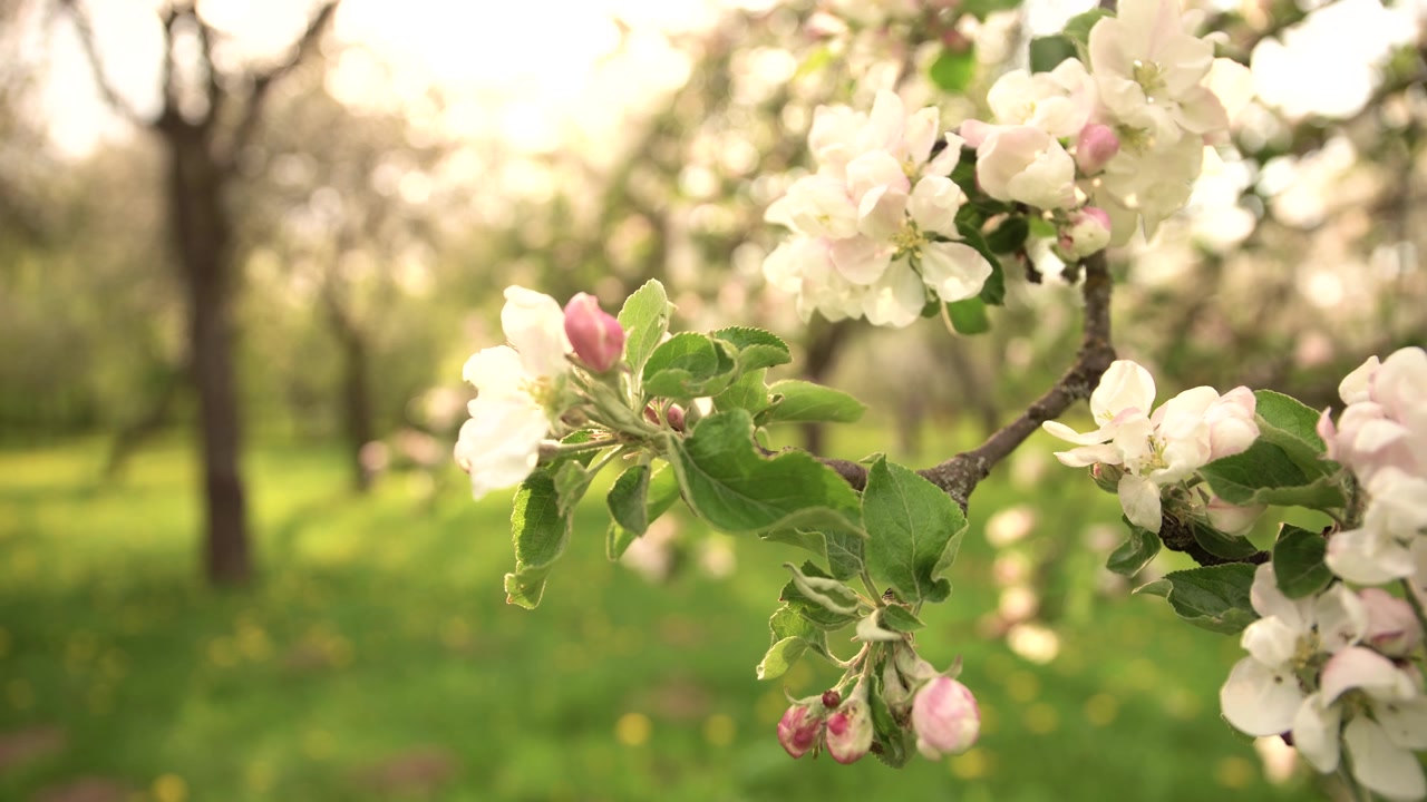 Blooming Apple Tree Branches in a Sunny Orchard