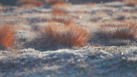 Shimmering-hoarfrost-covers-the-ground-and-spiky-grass