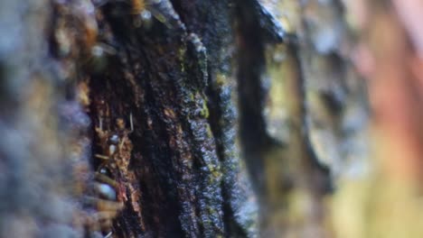 close up macro view of black ants crawling through cracks in tree bark