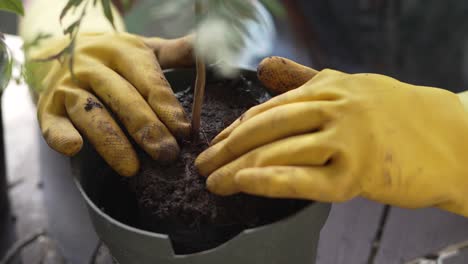 little girl with yellow gloves planting an australian oak plant in a pot with her hands