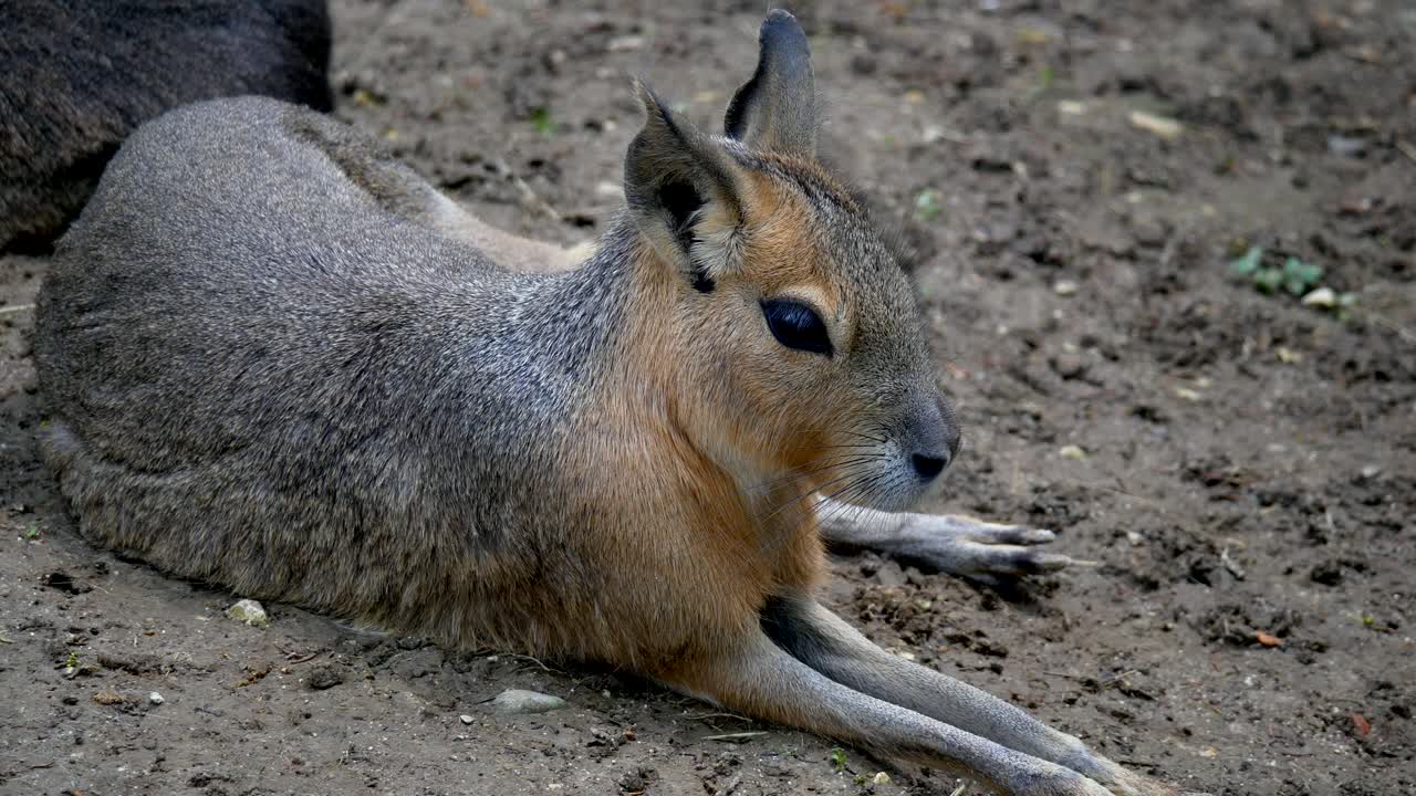 파타고니아 마라 토끼 동물은 햇빛이 비치는 동안 자연의 흙에서 쉬고 있습니다.