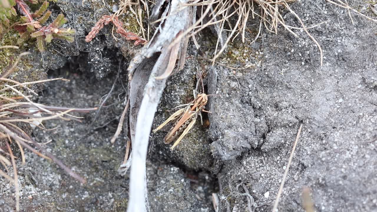 A Grasshopper on the ground amongst heather on heathland. Highgate Common. Staffordshire. UK
