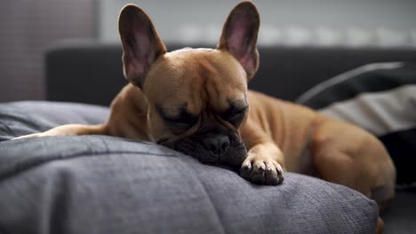 Faule-Und-Schläfrige-Französische-Bulldogge-Auf-Dem-Bett