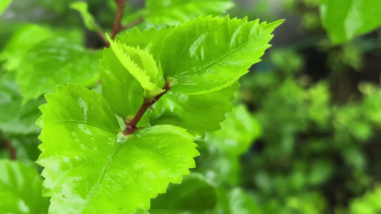 close up of fresh new leaves of a Hibiscus plant, glistening softly with the slow rain The central focus is on a cluster of young, tender leaves emerging from a reddish-brown stem,