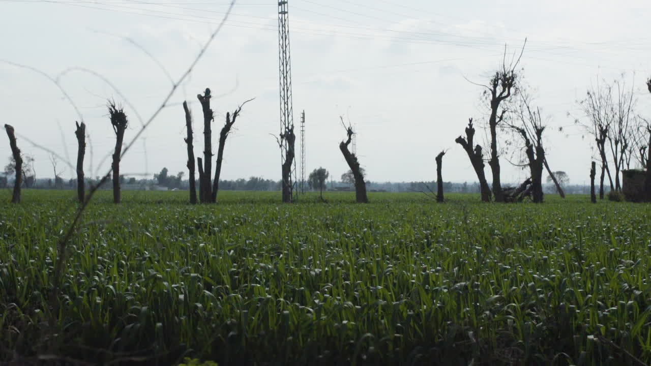 오래된 나무, 집, 통신 및 전주, 흰 구름이 있는 푸른 하늘을 보여주는 나무 사이의 농장 집의 팬 샷