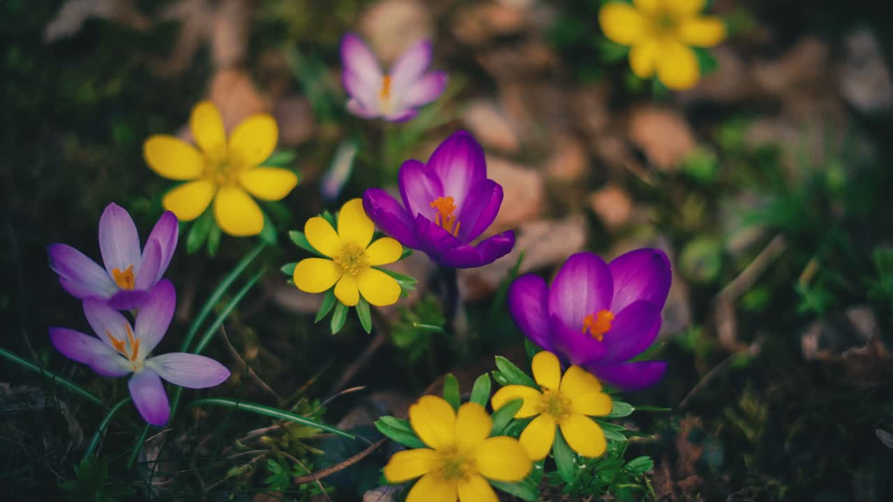 Cinemagraf av gule, lilla og rosa krokusblomster som svaier i grønt vårgress i en mild bris