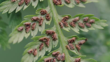 seedpods of a fern, unstabilized handheld detail shot with focus on foreground