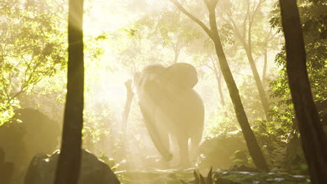 Zeitlupenansicht-Eines-Elefanten-Im-Sonnenlicht