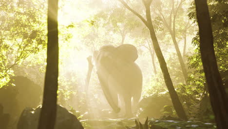 vista en cámara lenta del elefante a la luz del sol