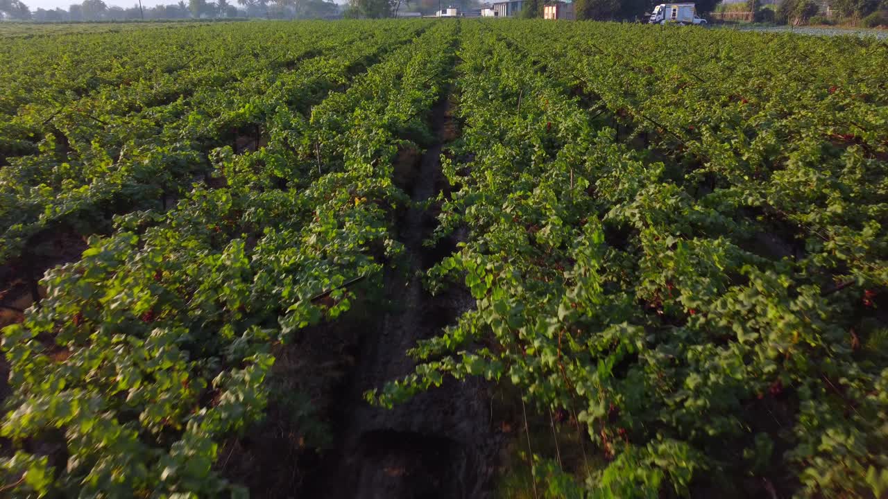 Grape vineyard landscape in harvesting season, Nashik, Maharashtra, Drone shot