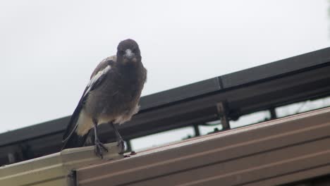 juvenile young australian magpie jumping flying off of roof with chimney and solar panels daytime australia gippsland maffra victoria