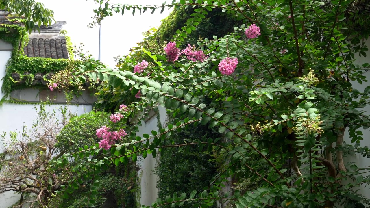 Pink flowers blossoming at Shanghai Zhujiajiao Scenic Town