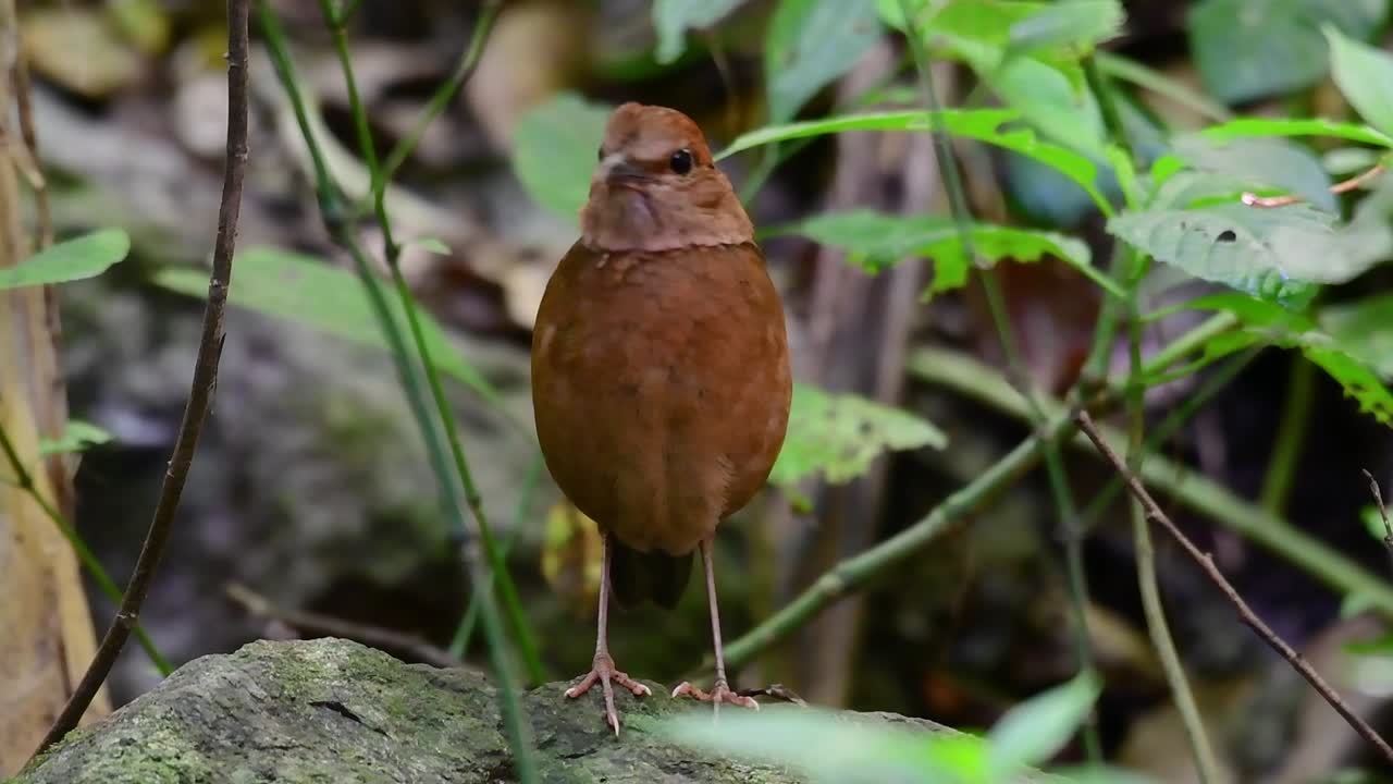 la pitta de nuca oxidada es un ave confiada que se encuentra en hábitats de bosques montañosos de gran altura, hay muchos lugares en tailandia para encontrar esta ave