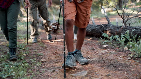 group hiking in the forest